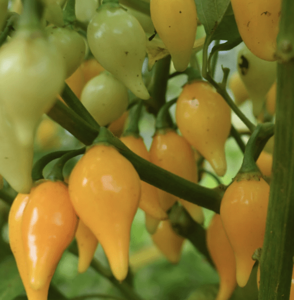 Pepper - Yellow Beak (Biquinho) (3.25" pot)
